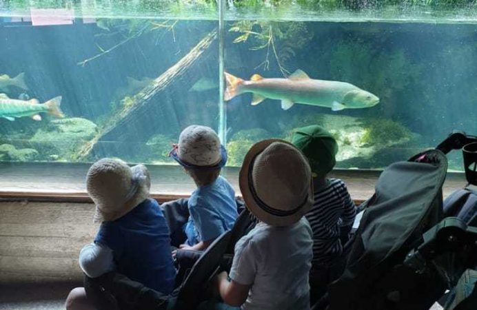 Kinder Zoo Aquarium Fische